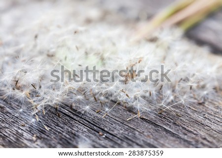 abstract background of dandelions. vintage wood texture