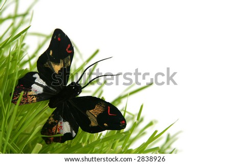 Black butterfly in the grass on a white background