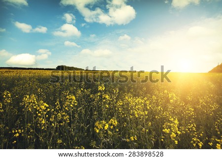 Large beautiful spring the field with a distant kind on a forest and dark sky