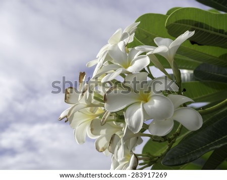 frangipani with twigs and leaves.
