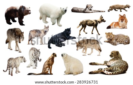Set of Cheetah and other predators. Isolated over white background 