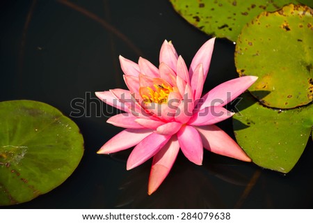 Pink lotus or waterlily blooming on the pond.
