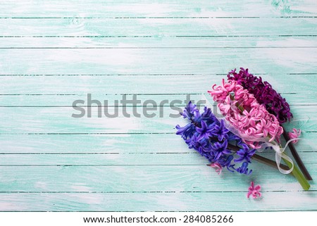 Background with  three fresh pink, violet  hyacinths on turquoise wooden planks. Selective focus. Place for text.