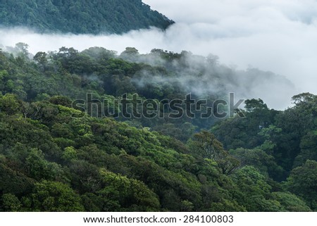 rain forest Royalty-Free Stock Photo #284100803
