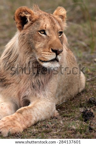 A young male lion looks on. South Africa