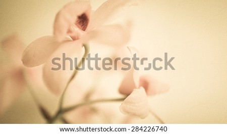 sweet color orchids in soft color and blur style for background