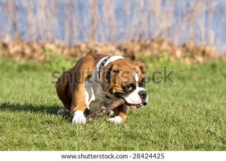 Boxer dog nibbling a cane