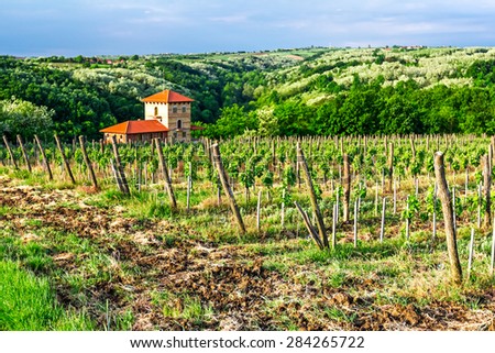 Young vineyard has planted in parallel rows at hilly landscape.