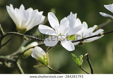 Blossoming of white magnolia flowers in spring time, natural floral seasonal background