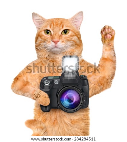 Photographer cat.