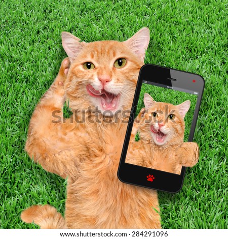 Cat taking a selfie with a smartphone.