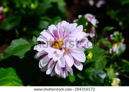 White dahlia flower with a wasp in city center garden. Photo was taken on a nice sunny day in Szeged, Hungary.