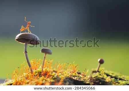 A Weaver Ant Want to jump from a mushroom with green and black background