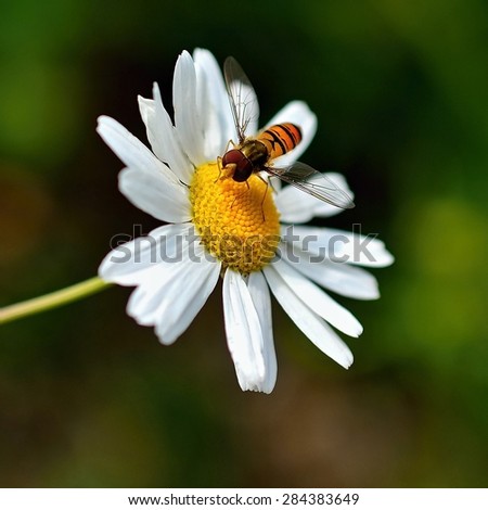 Insects Marmelade (Episyrphus balteatus) on flower daisy (Bellis)