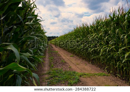  road at the corn field to the dream, HDR picture
