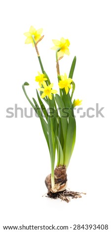 Daffodils (Narcissus) in front of a white background