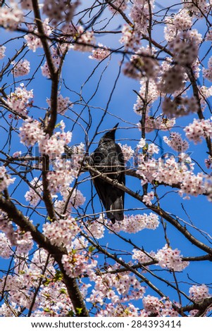 Crows  on the branch of cherry blossom tree.