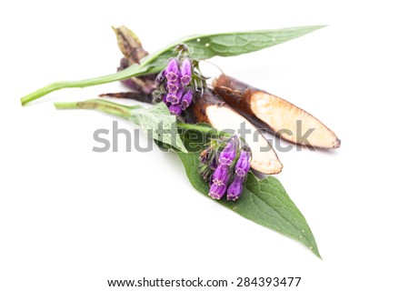 Comfrey (Symphytum officinale L.) flower and root Royalty-Free Stock Photo #284393477