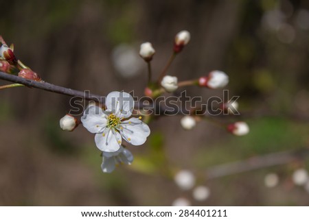 Branch with blooming white flowers