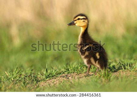Little wild duckling