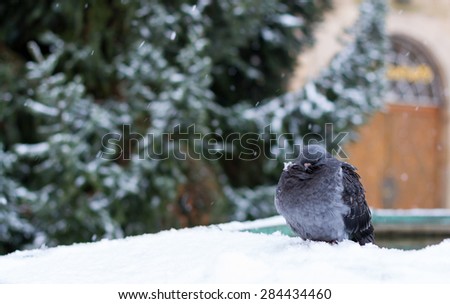 Image of a puffy pigeon sitting on the edge of fountain
