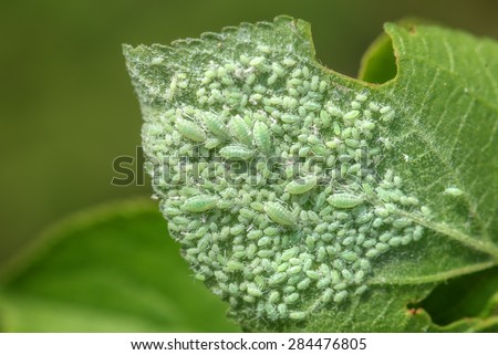 leaf with plant louse closeup