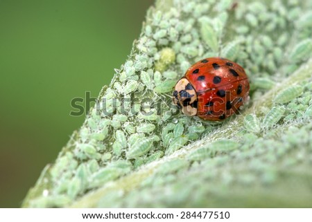 ladybug on leaf with plant louse