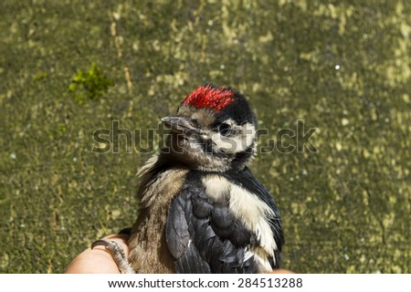 woodpecker tapping on a pine tree worms