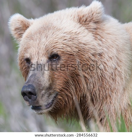 Beautiful blond brown bear close up profile head shot; looking at photographer