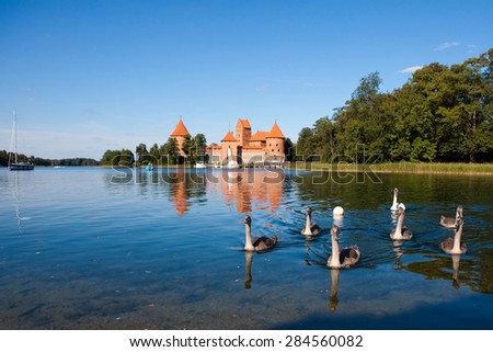 Family of mute swans floating in the lake Galve infront of Trakai castle