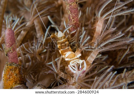 scuba diving lembeh indonesia colorful shrimp