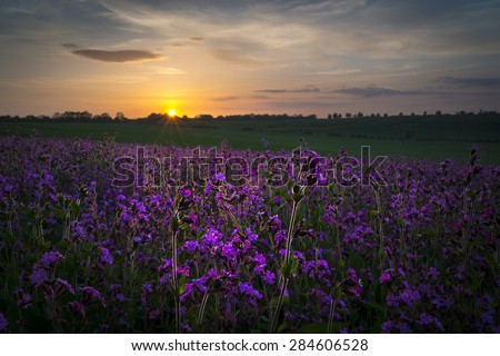 Red Campion is illuminated by the last rays of the afternoon sun