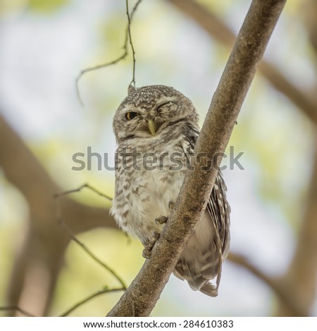 Owl (Spotted owlet) in nature on tree
