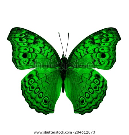 The Beautiful Green Butterfly back wing profile in fancy color isolated on white background