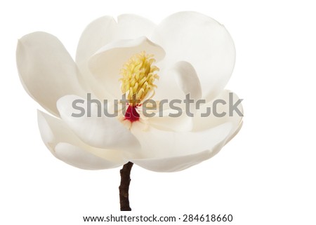 Magnolia Flower White Magnolias Floral Flowers