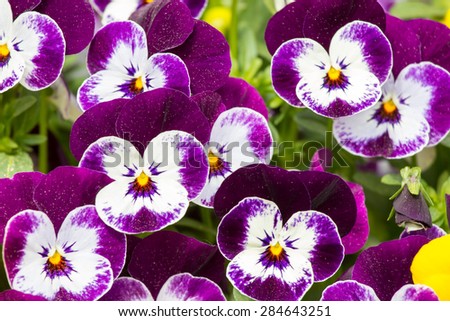 Pansy flower bed