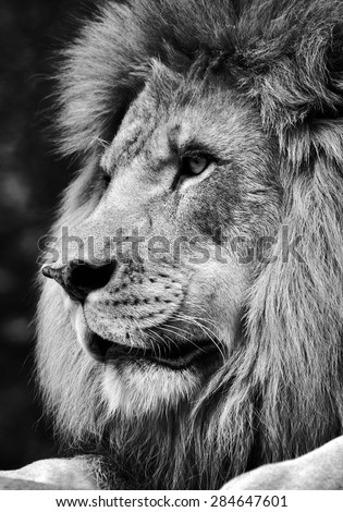 High contrast black and white of a powerful male lion face