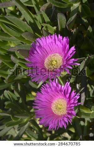 Portulaca, Greek flower