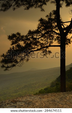 Pine of Pru Kradueng National Park of Thailand