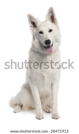 White Shepherd Dog (7 years old) in front of a white background