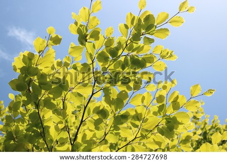 Vivid Green Beech Leaves in Spring, England.