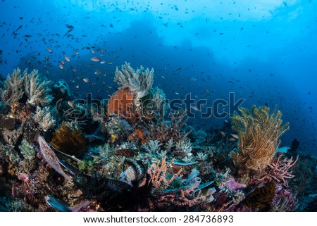 Small fish swim above a colorful and diverse reef off the coast of Sulawesi, Indonesia. This area is part of the Coral Triangle and is home to more marine organisms than anywhere else on Earth. Royalty-Free Stock Photo #284736893