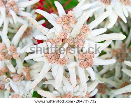 Famous flower Edelweiss (Leontopodium alpinum), symbol of alps