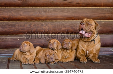 Family Bordeaux mastiff sitting together Royalty-Free Stock Photo #284740472