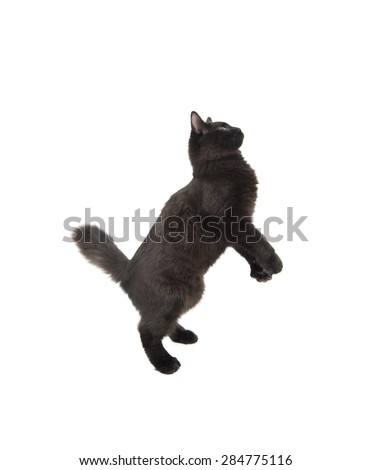 Black cat jumping in the air against a white background
