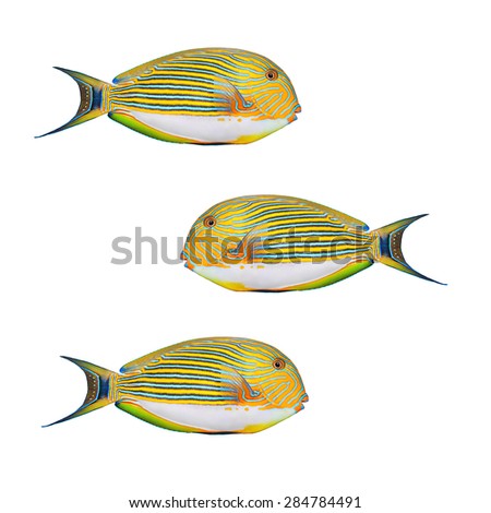Tropical fish isolated on a white background. The Clown Surgeonfish (Acanthurus lineatus). 