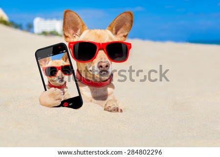chihuahua dog  buried in a hole in  the sand at the beach on summer vacation holidays , wearing red sunglasses, while taking a selfie