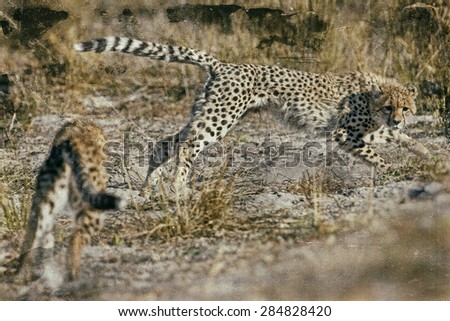 Vintage style image of Cheetahs (Acinonyx jubatus soemmeringii) in the Okavango Delta, Botswana