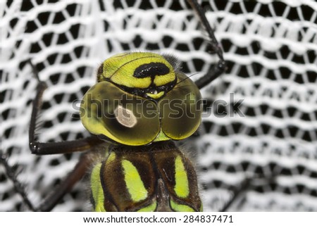 Detail on the Ophiogomphus cecilia, Green Snaketail dragonfly
