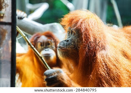 Funny portrait of curious ape (orangutan) getting some food with funny expression.